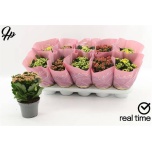 Kalanchoe Kalanhoe double mixed 12cm