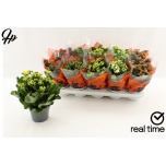Kalanchoe Kalanhoe double mixed 12cm