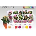 Kalanchoe Kalanhoe double mixed 10,5cm