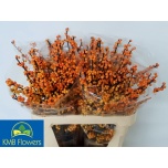Ilex Cresgold 80cm