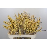 Ilex Mag Citronella 80cm