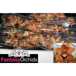 Cymbidium Charly Brown 60cm