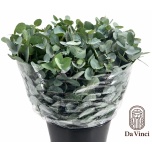 Eucalyptus CINEREA 50-55cm tk