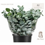 Eucalyptus CINEREA 50-55cm tk