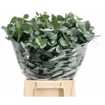 Eucalyptus CINEREA 50-55cm tk