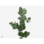 Eucalyptus CINEREA 70cm