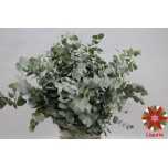 Eucalyptus CINEREA 70cm