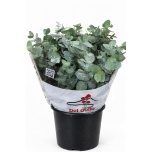 Eucalyptus CINEREA 70cm