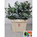 Eucalyptus CINEREA 70cm