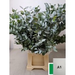 Eucalyptus CINEREA 70cm