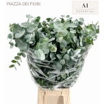 Eucalyptus CINEREA 70cm