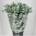 Eucalyptus CINEREA 70cm