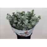 Eucalyptus CINEREA 70cm