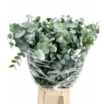 Eucalyptus CINEREA 70cm