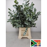 Eucalyptus CINEREA 70cm