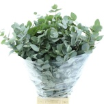 Eucalyptus CINEREA 70cm