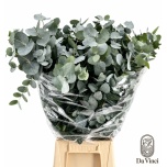 Eucalyptus CINEREA 70cm