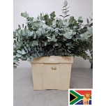 Eucalyptus CINEREA 70cm
