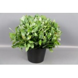 Eucalyptus ROBUSTA 50cm