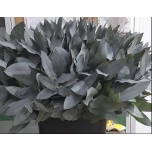 Eucalyptus ROBUSTA 55cm