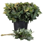 Eucalyptus ROBUSTA 55cm