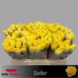Roos 50cm Sefer (Afriflora)