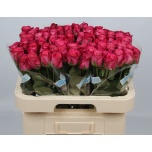 Roos 60cm Josie