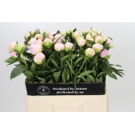 Paeonia Pojeng ov 60cm