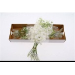 Dendrobium valge 45cm