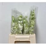 Dendrobium valge 45cm