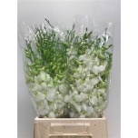 Dendrobium valge 55cm