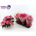 Euphorbia pulcherrima christmas feelings pink 13cm