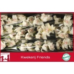 Cymbidium Snowbird 60cm