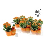 Kalanchoe Kalanhoe double rosalina don colle 8cm