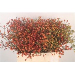 Rosa Kibuvits Mag Miracle 60cm