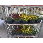 Viola Võõrasema endurio f1 mix 25cm