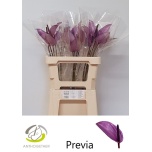 Anthurium Flamingolill Previa