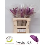 Anthurium Flamingolill Previa