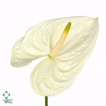 Anthurium Flamingolill Moments