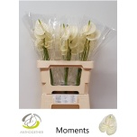 Anthurium Flamingolill Moments