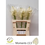 Anthurium Flamingolill Moments