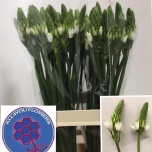 Ornithogalum Linnupiim Thyrsoides 65cm