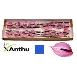 Anthurium Flamingolill Nexia