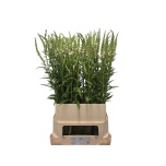 Physostegia Tonditupik white 100cm