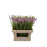 Physostegia Tonditupik ov 80cm