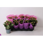 Kalanchoe Kalanhoe double mixed 2 colours 12cm