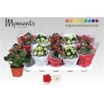 Kalanchoe Kalanhoe double mixed 2 colours 10,5cm
