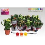 Kalanchoe blos double mix 3 colours 12cm