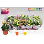 Kalanchoe blos double mix 3 colours 12cm