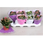 Kalanchoe blos double mix 3 colours 12cm